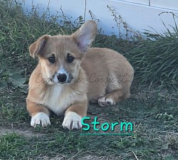 Storm is very loving and sweet. She comes from two dogs who aim to please. She will be between 20-25lbs full grown. She comes with 2 setsbof vaccination and with a puppy pack. She is a snuggle bunny who loves to play and care for her siblings. She will be ready 9/25 $2950
