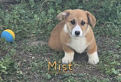 Mist is very loving and sweet. She comes from two dogs who aim to please. She will be between 25-30lbs full grown. She is a snuggly girl! She will come with 2 sets of vaccinations and a puppy pack. She is a snuggle bunny who likes to lay on her back while sleeping :-). She will be ready 9/25 $2950