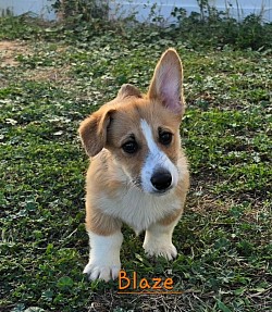 Blaze is a precious boy. He has already perfected the kisses and snuggle. He will comes with 2 sets of vaccines and with 30 days of trupanion puppy insurance and a puppy pack. Gotcha day is 10/3 $2950