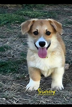 Sunny is a precious boy. He is very loving and sweet. He comes from two dogs who aim to please. He will be between 20-25lbs full grown. He will come with 2 sets of vaccinations and a puppy pack. He is a snuggle bunny who loves to play and care for his siblings. He will be ready 10/3 .$2950